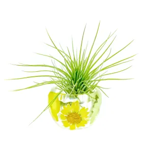 Yellow/White Wildflowers Holder   Air Plant